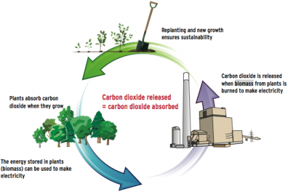 Bio Mass Fuel  in India
